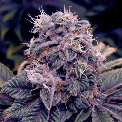 Чорниця (Auto.Fem.) 1 шт. / Blueberry 2023